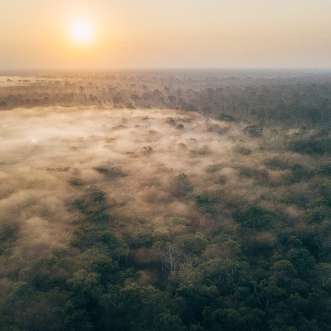 Nebel über Regenwald in Borneo, Malaysia