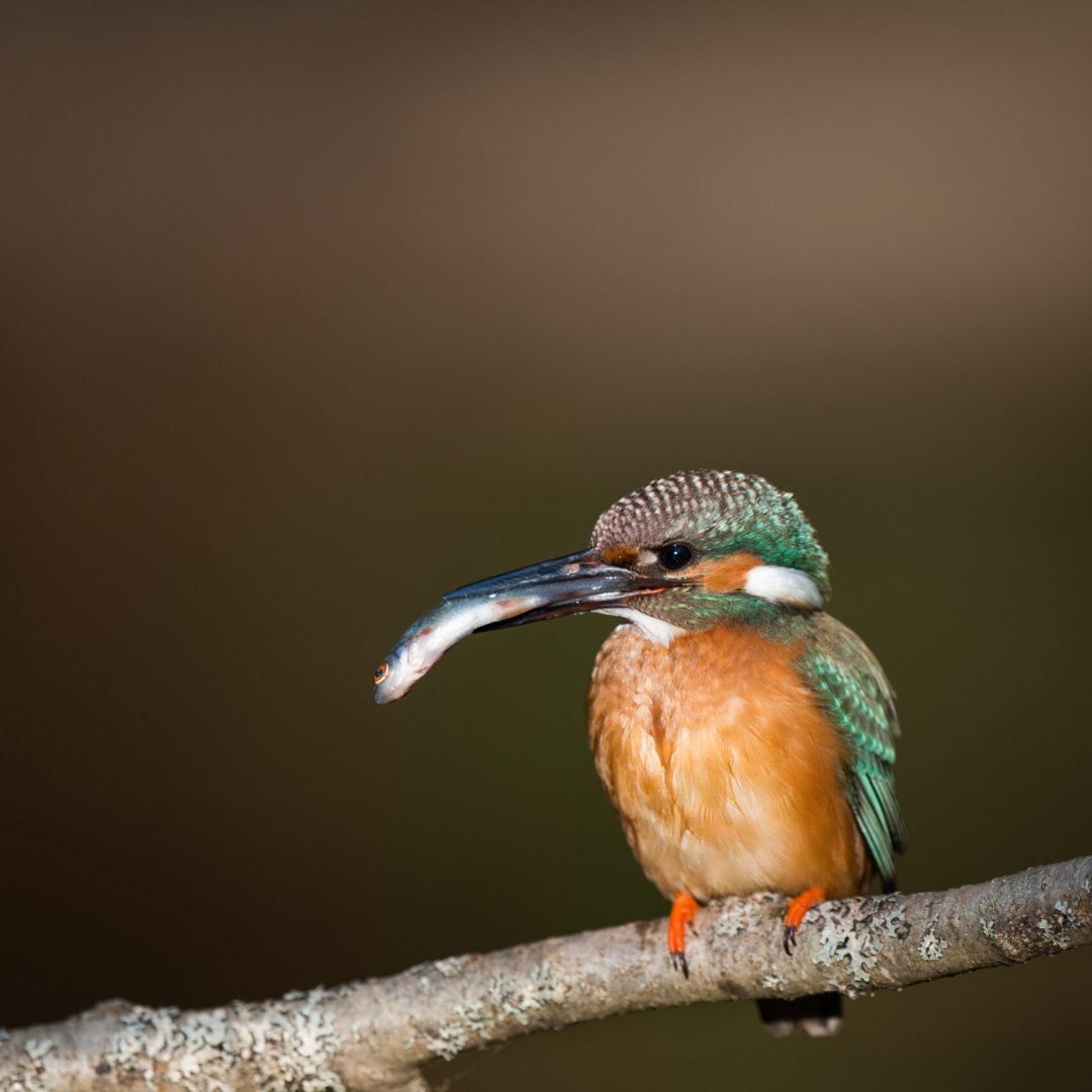 Eisvogel im Baltikum
