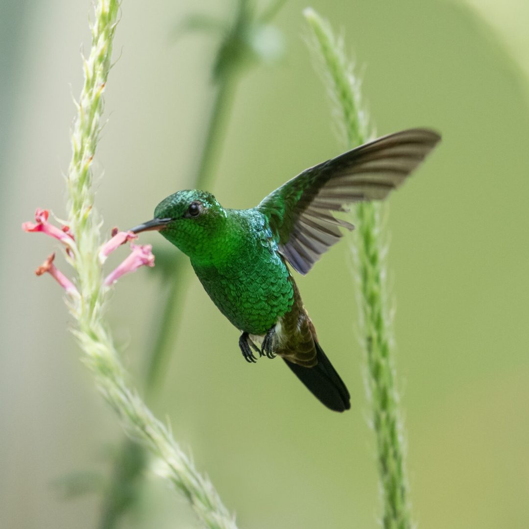 Copper-rumped hummingbird, Amazilia tobaci, feeding on a pink Vervain flower in a tropical garden on the island of Trinidad.