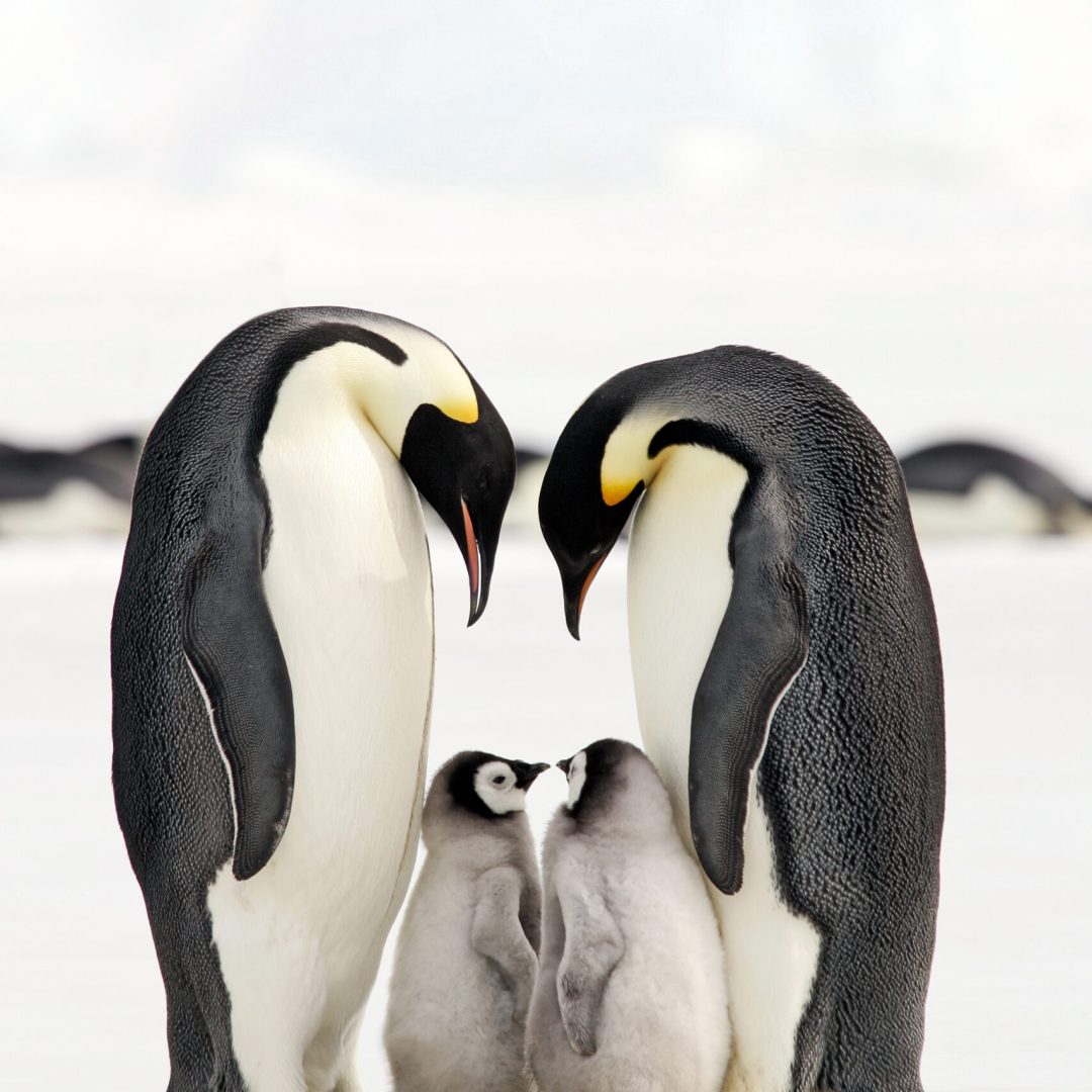 Erwachsene Kaiserpinguine mit Küken in der Antarktis