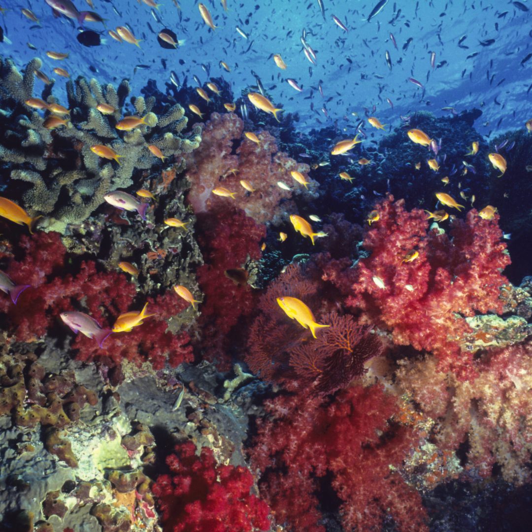 Anthias fish dance over healthy coral reef